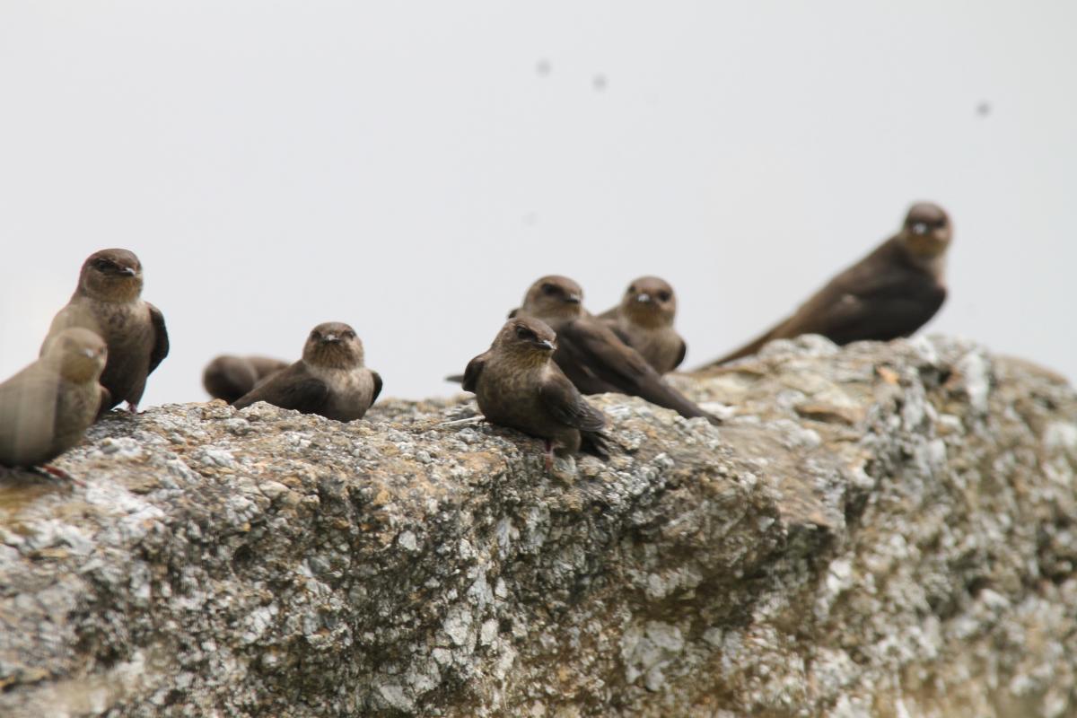 Dusky crag martin (Ptyonoprogne concolor)