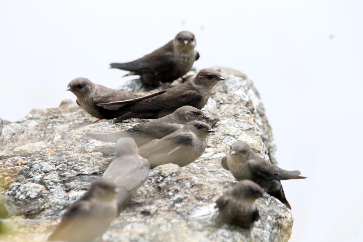 Dusky crag martin (Ptyonoprogne concolor)