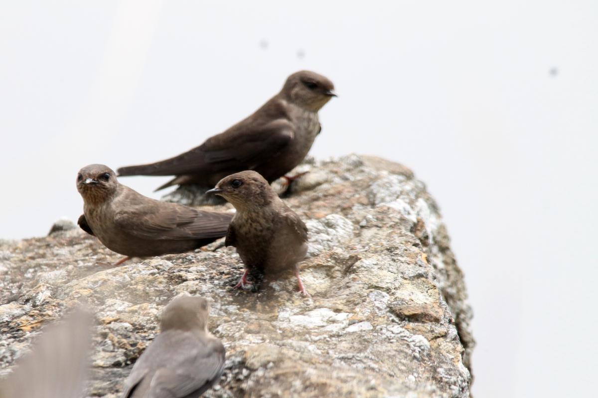 Dusky crag martin (Ptyonoprogne concolor)