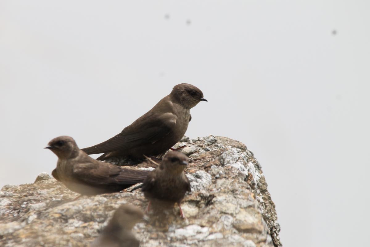 Dusky crag martin (Ptyonoprogne concolor)