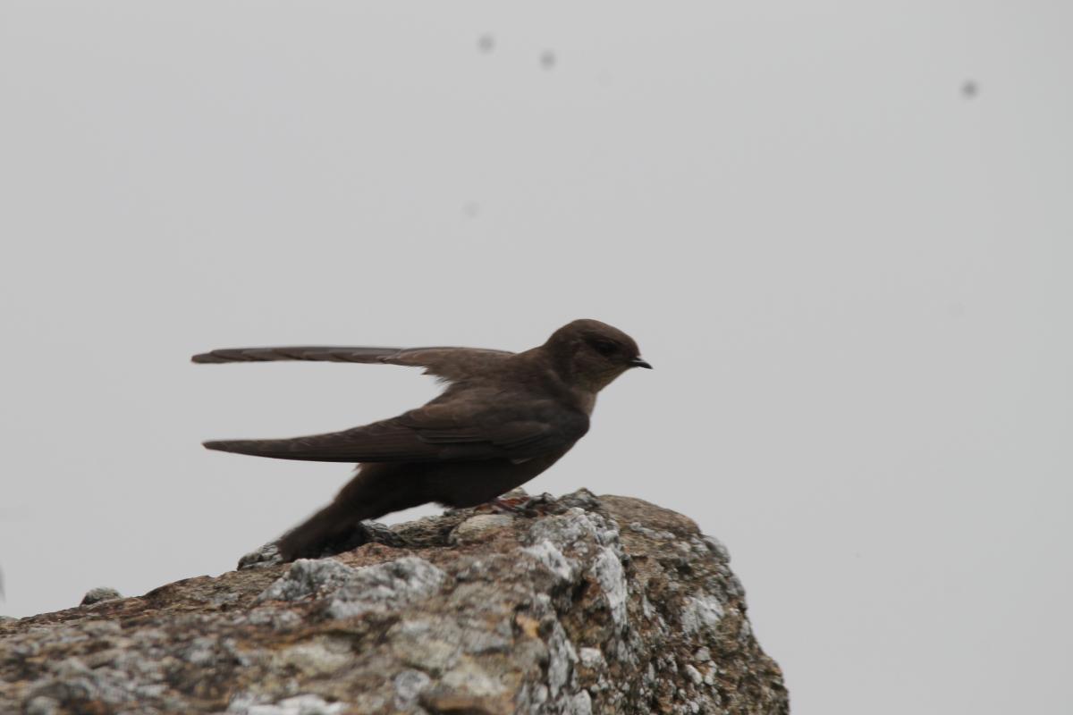 Dusky crag martin (Ptyonoprogne concolor)