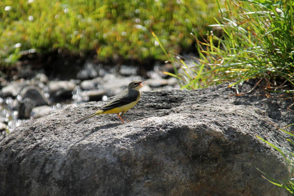 Eastern yellow wagtail (Motacilla tschutschensis)