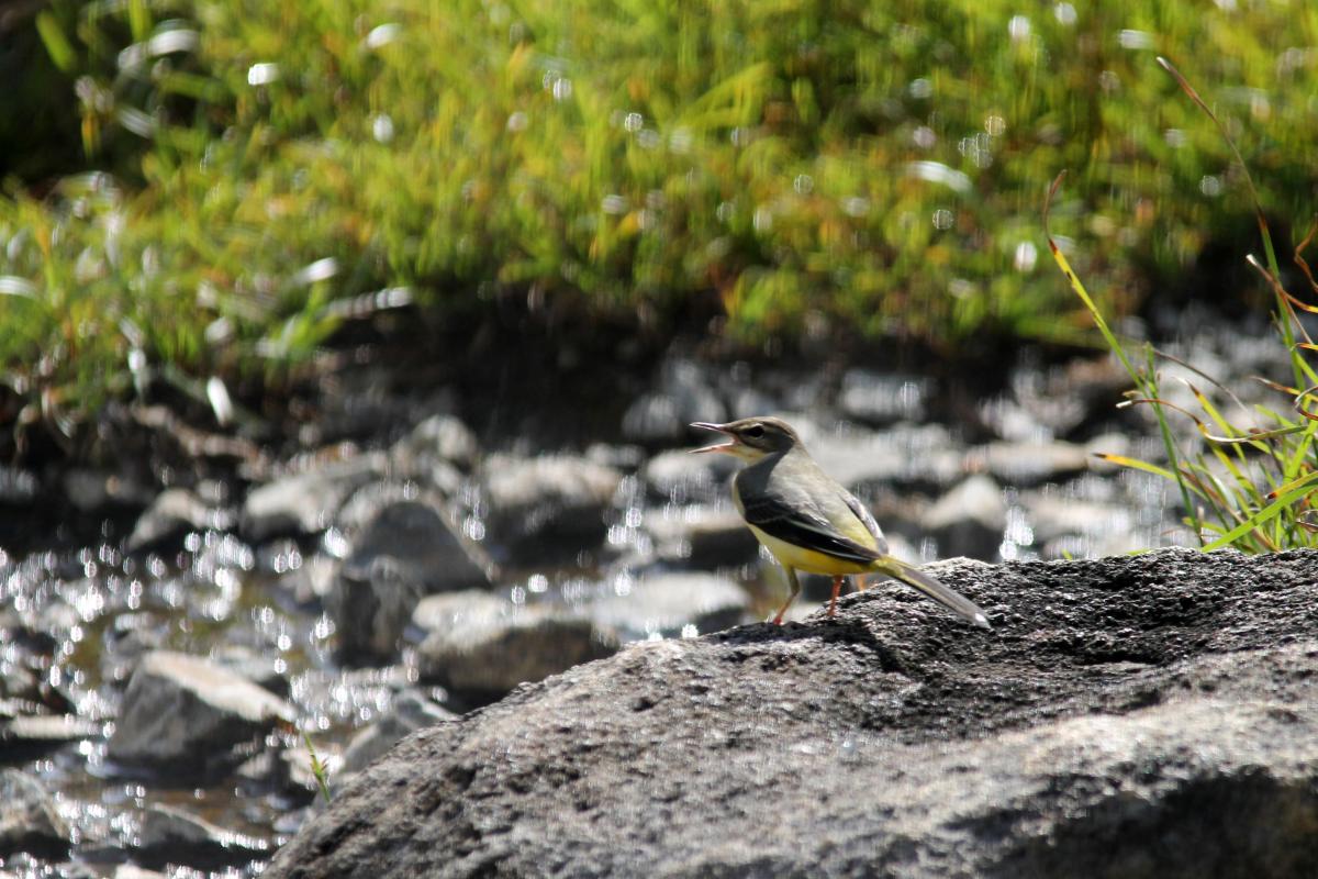 Eastern yellow wagtail (Motacilla tschutschensis)