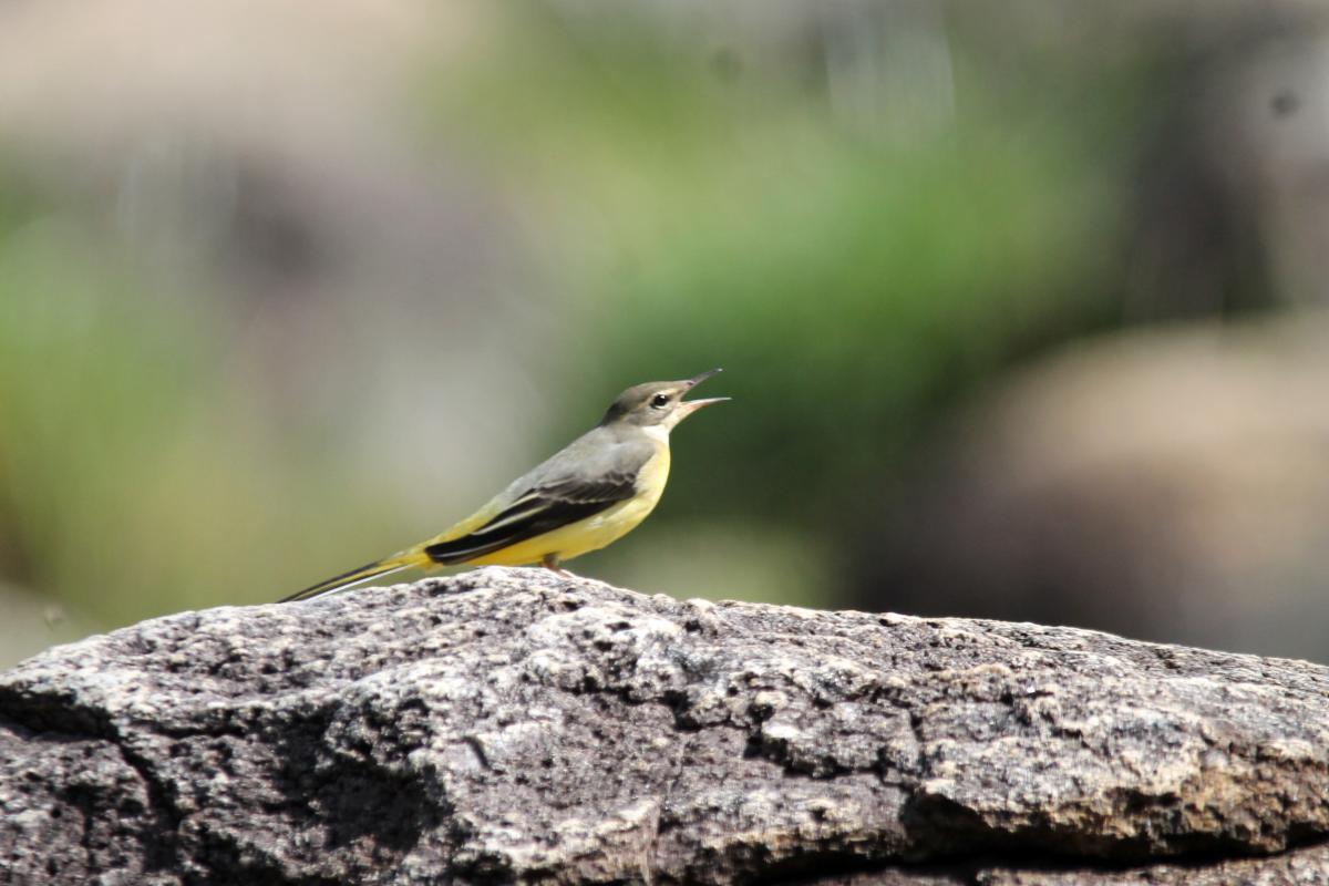 Eastern yellow wagtail (Motacilla tschutschensis)