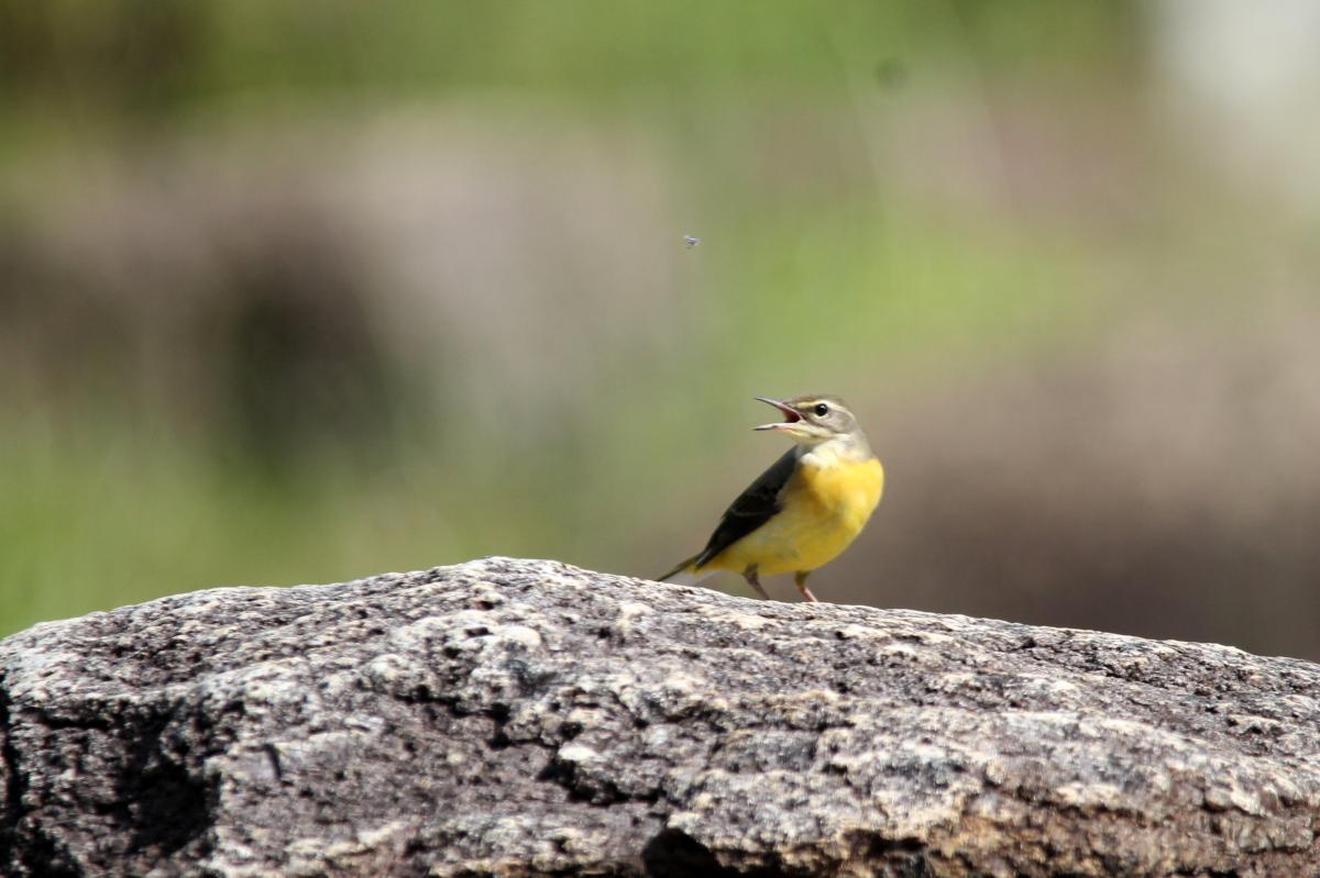 Eastern yellow wagtail (Motacilla tschutschensis)