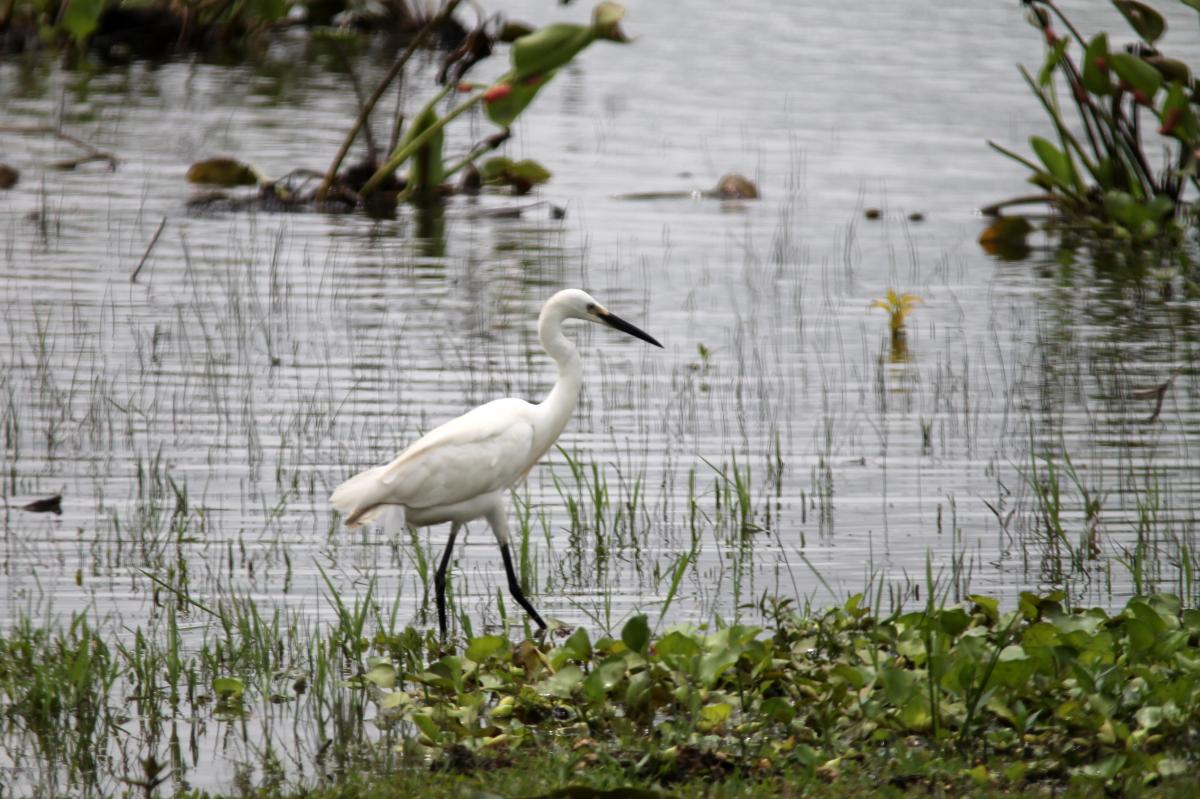 Great Egret (Ardea alba)