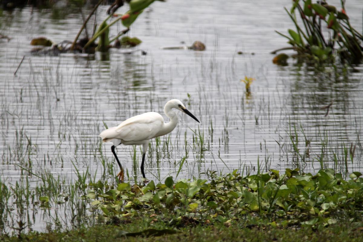 Great Egret (Ardea alba)