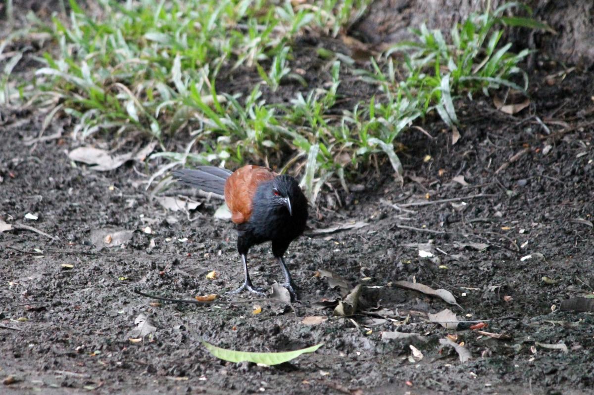 Greater coucal (Centropus sinensis)