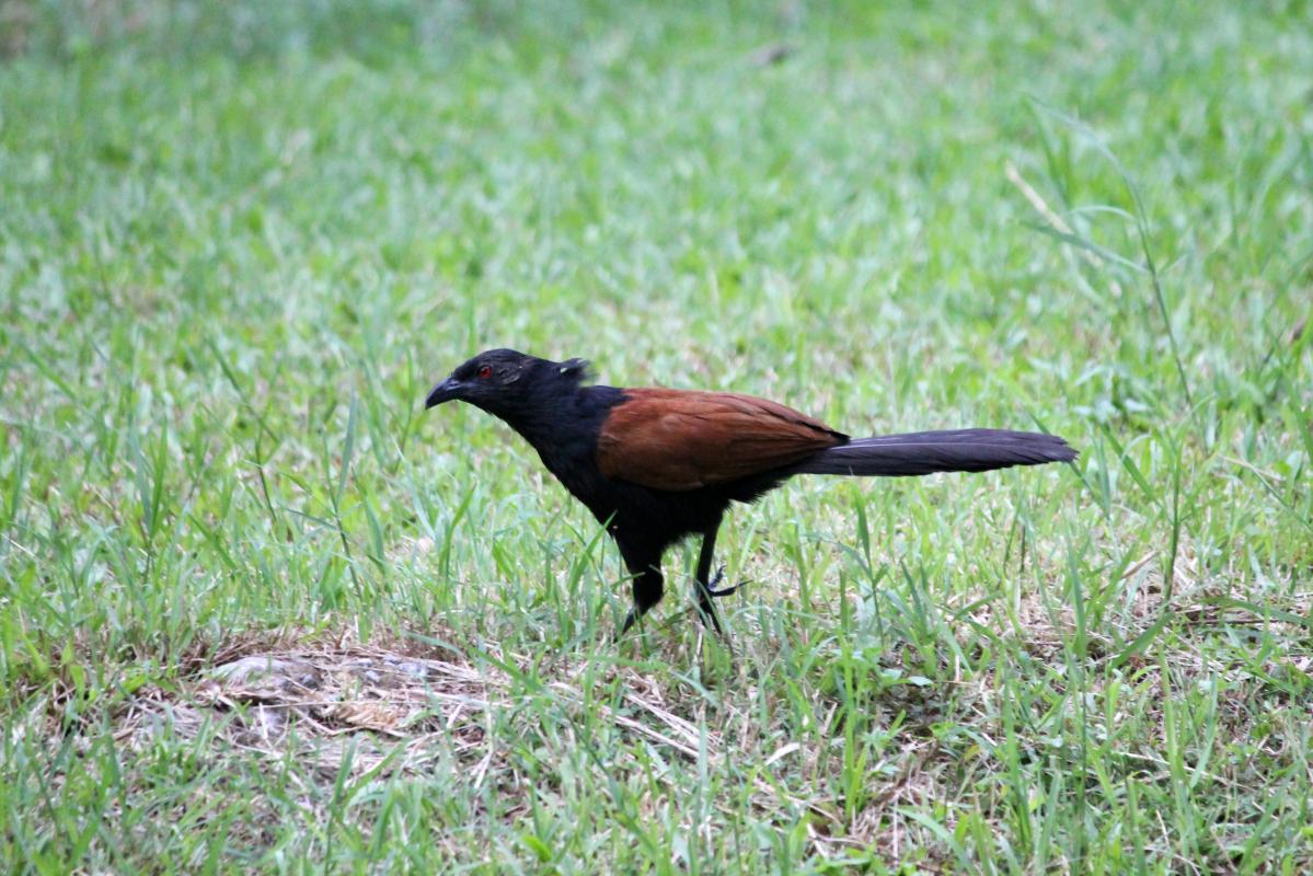 Greater coucal (Centropus sinensis)