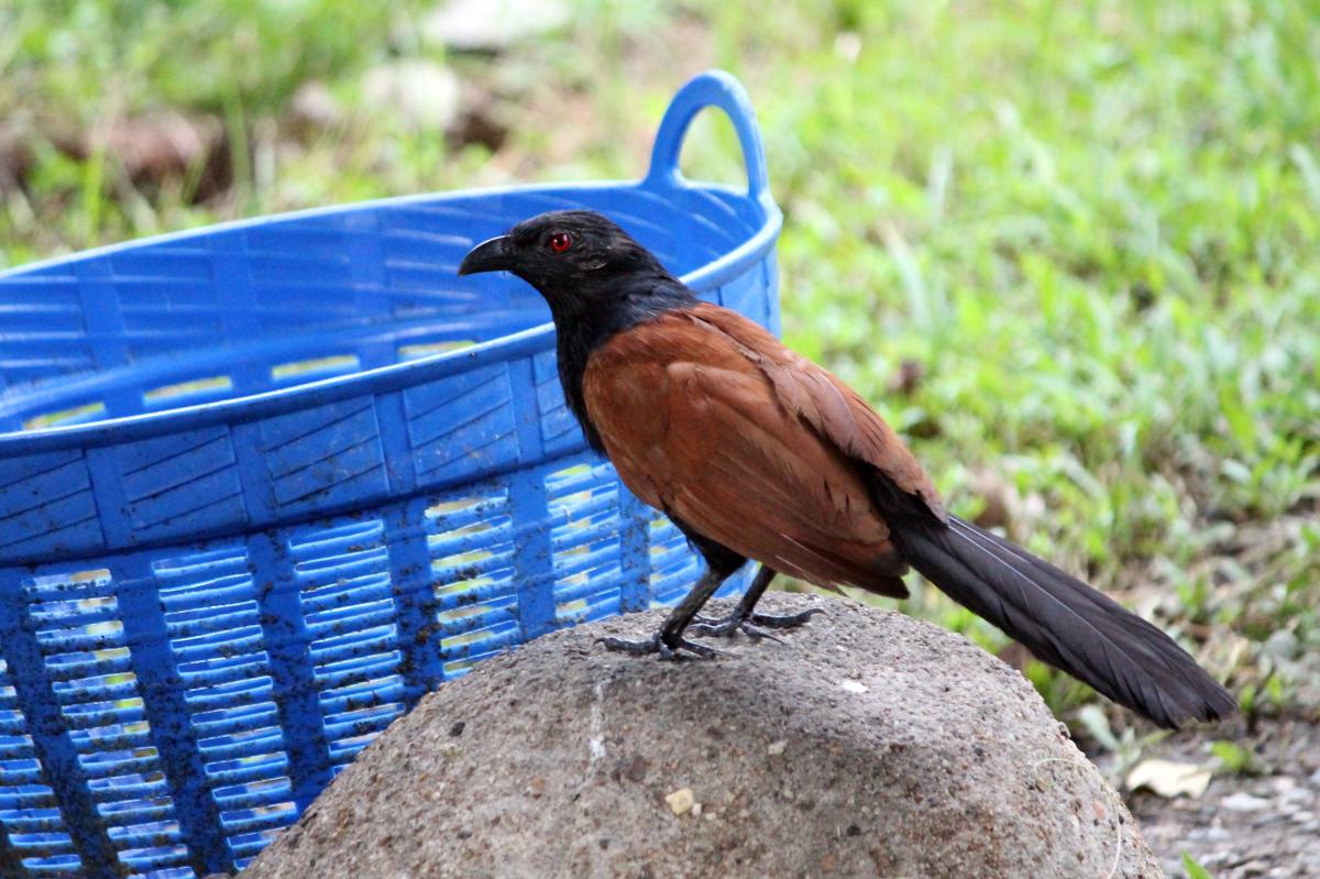 Greater coucal (Centropus sinensis)