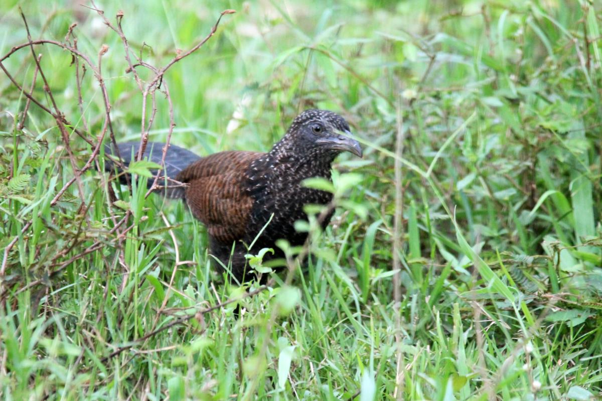 Greater coucal (Centropus sinensis)