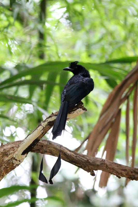 Greater racket-tailed drongo (Dicrurus paradiseus)