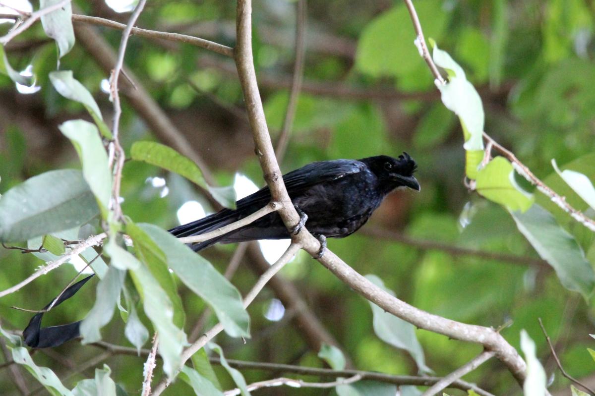 Greater racket-tailed drongo (Dicrurus paradiseus)