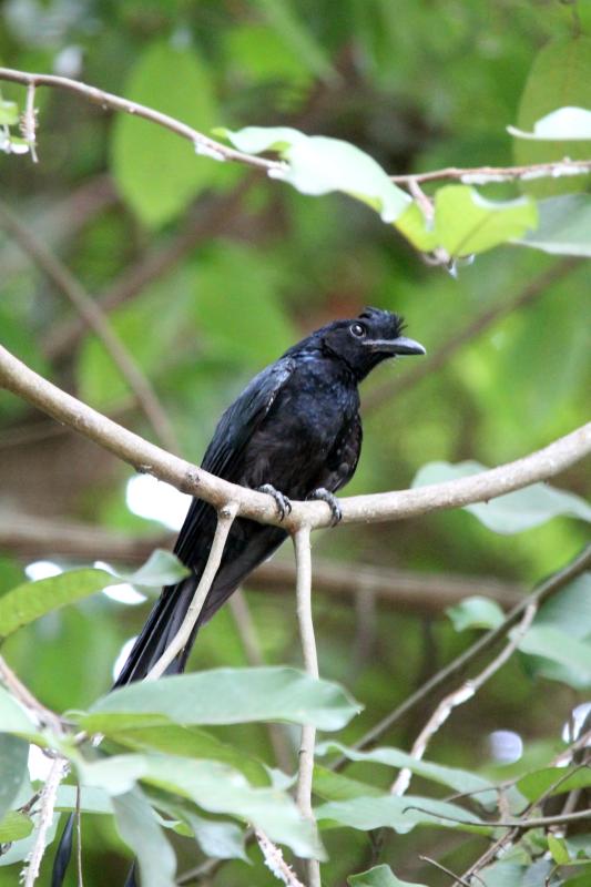 Greater racket-tailed drongo (Dicrurus paradiseus)