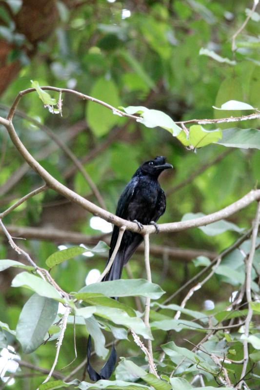 Greater racket-tailed drongo (Dicrurus paradiseus)