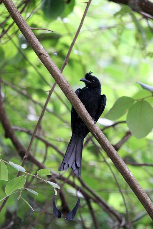 Greater racket-tailed drongo (Dicrurus paradiseus)