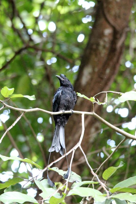 Greater racket-tailed drongo (Dicrurus paradiseus)