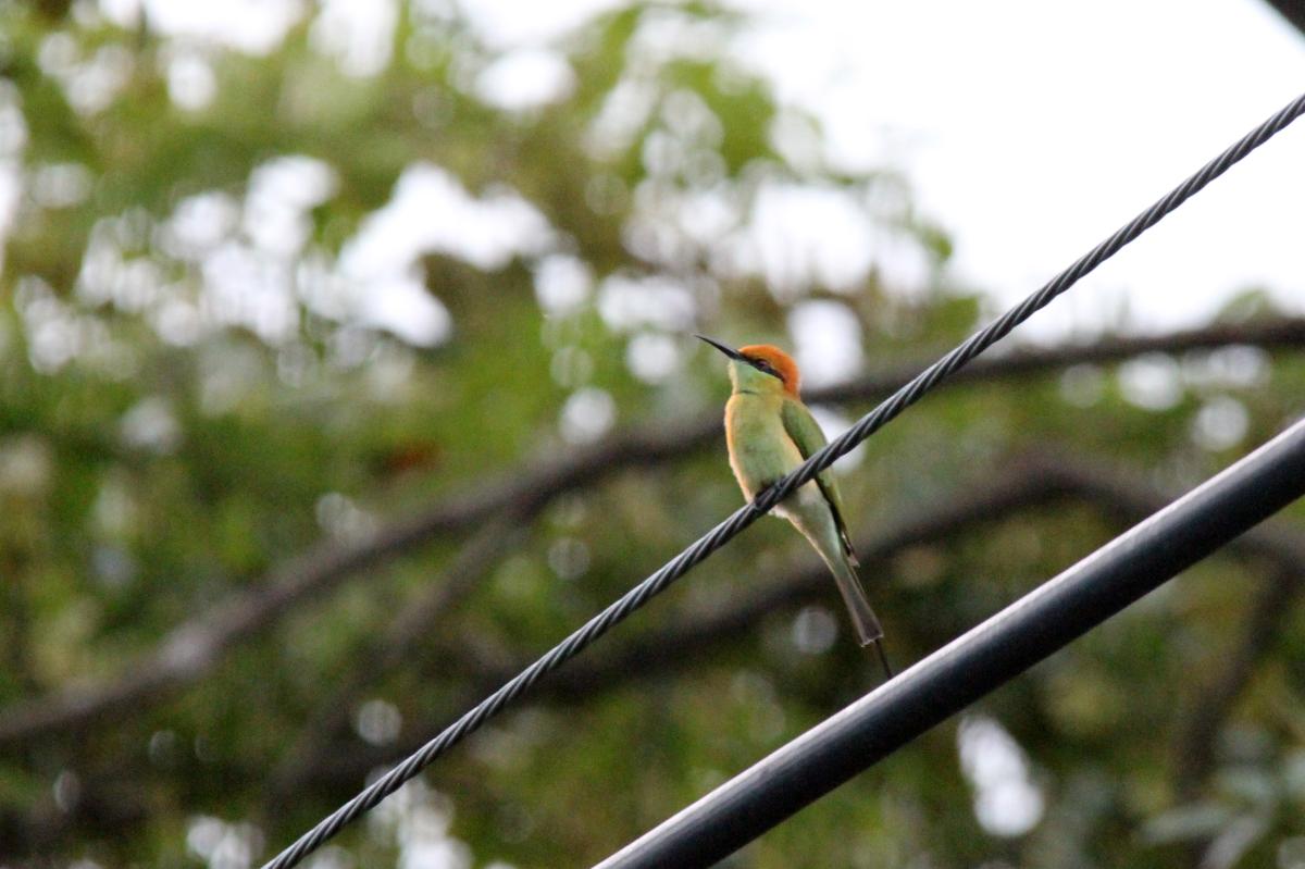 Green bee-eater (Merops orientalis)