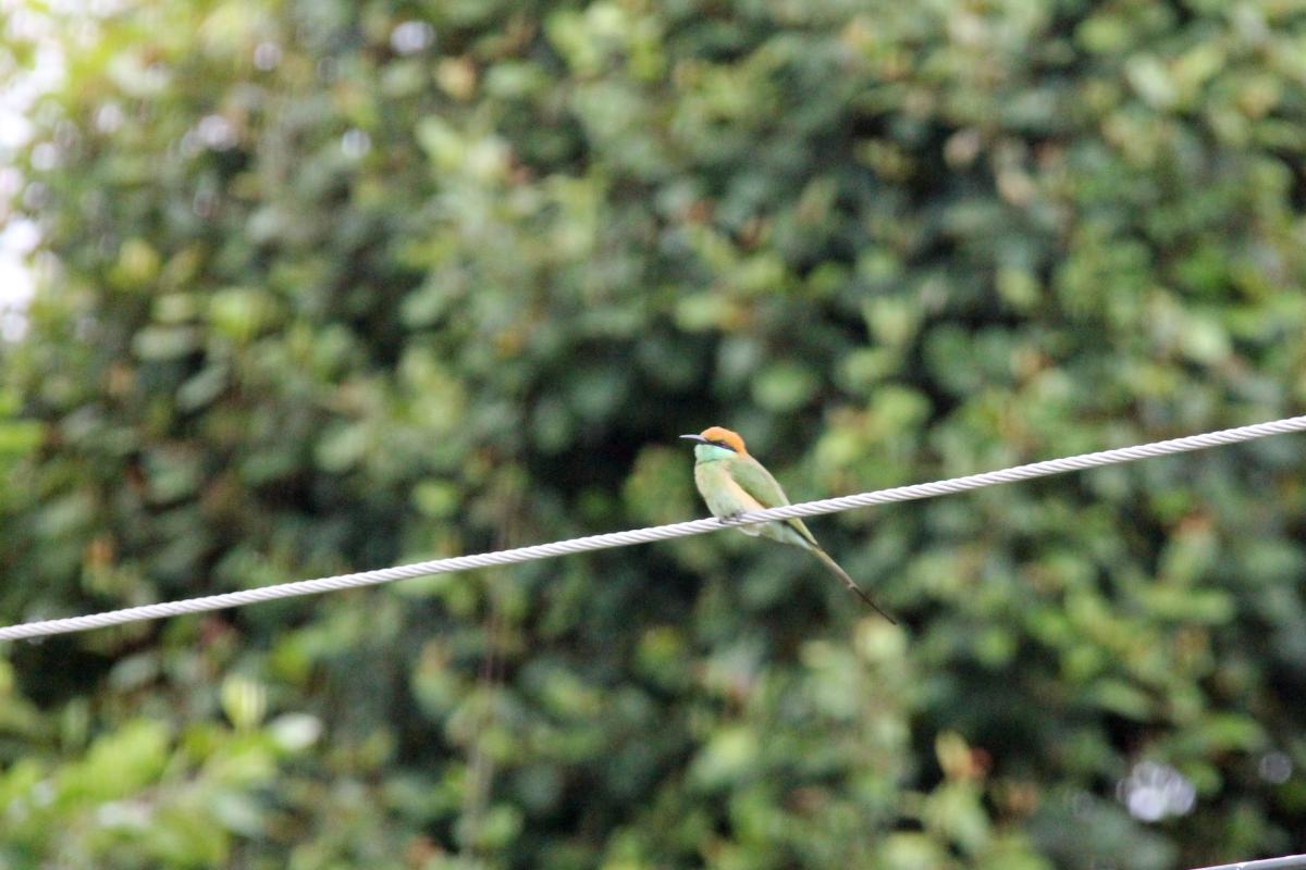 Green bee-eater (Merops orientalis)