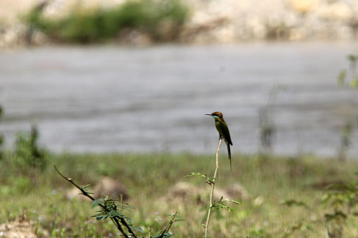 Little green bee-eater (Merops orientalis)