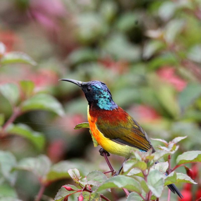 Green-tailed sunbird (Aethopyga nipalensis)