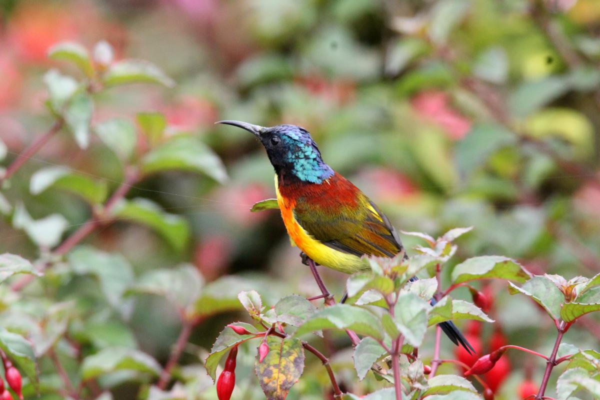 Green-tailed sunbird (Aethopyga nipalensis)