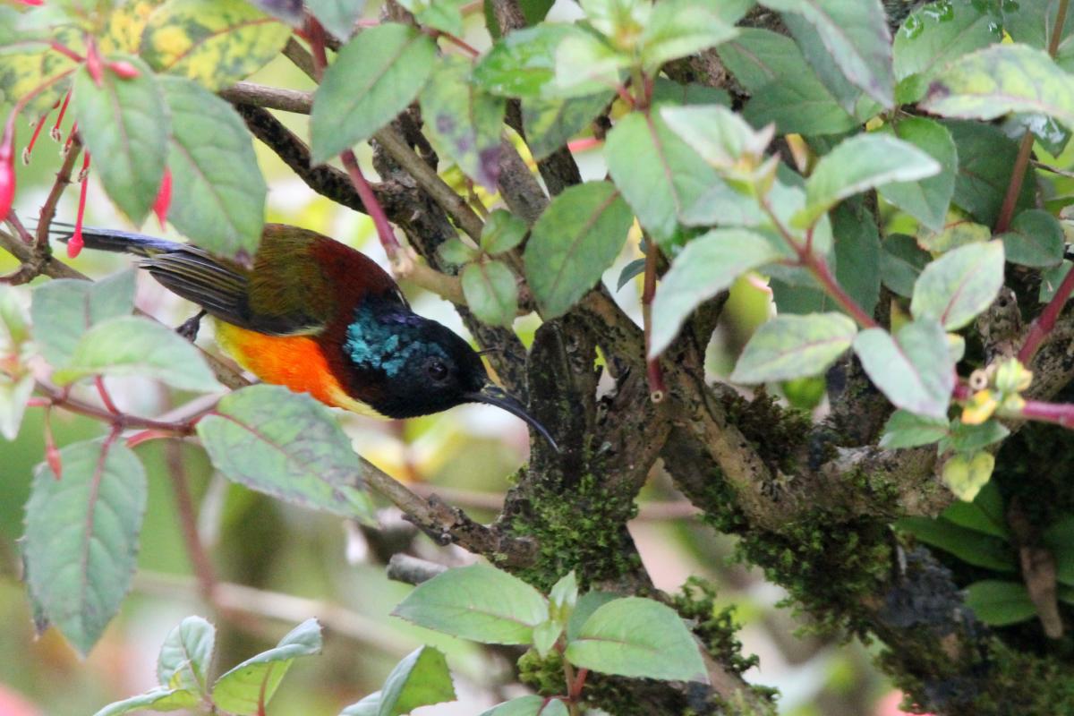 Green-tailed sunbird (Aethopyga nipalensis)