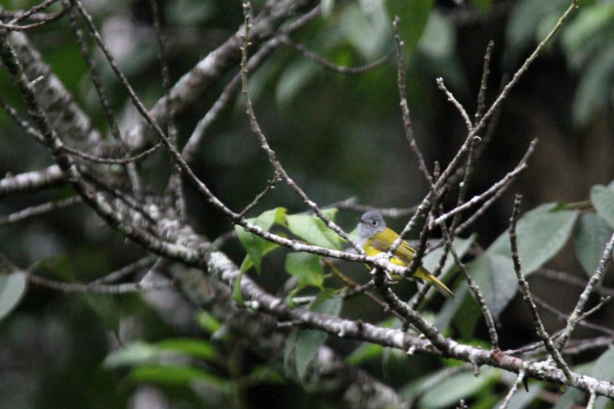 Grey-headed canary-flycatcher (Culicicapa ceylonensis)