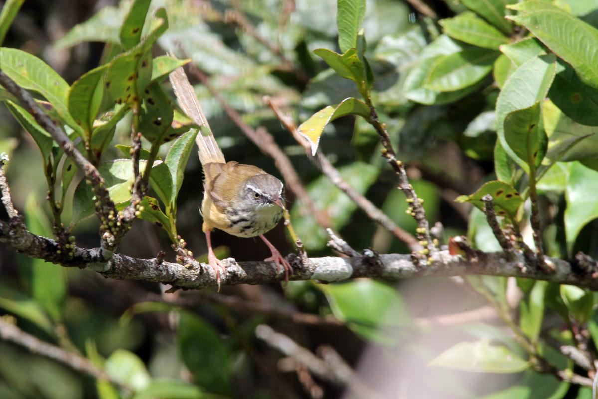 Hill prinia (Prinia superciliaris)