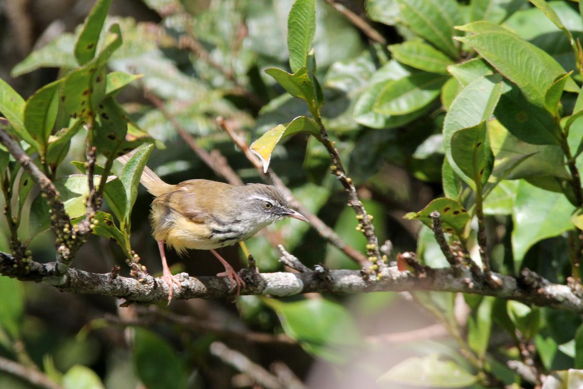 Hill prinia (Prinia superciliaris)