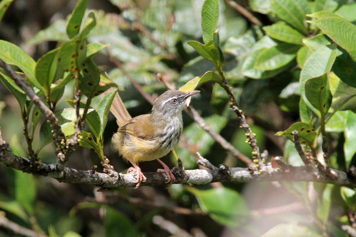 Hill prinia (Prinia superciliaris)