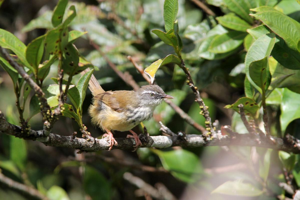 Hill prinia (Prinia superciliaris)