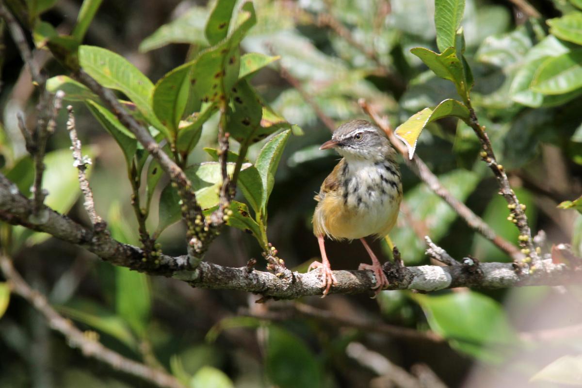 Hill prinia (Prinia superciliaris)