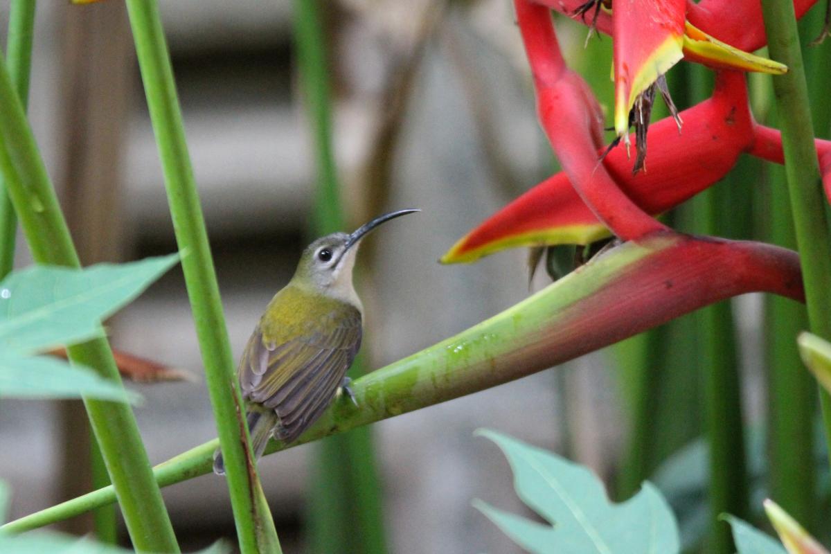 Little spiderhunter (Arachnothera longirostra)