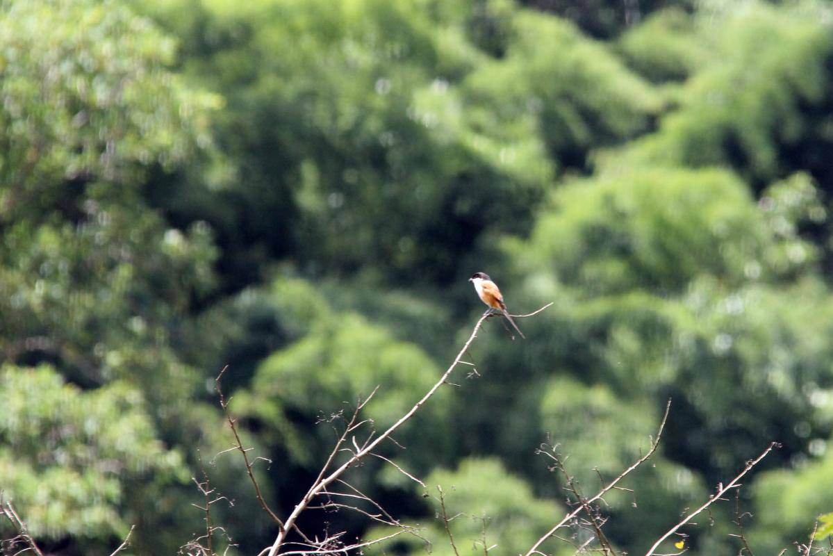 Long-tailed shrike (Lanius schach)