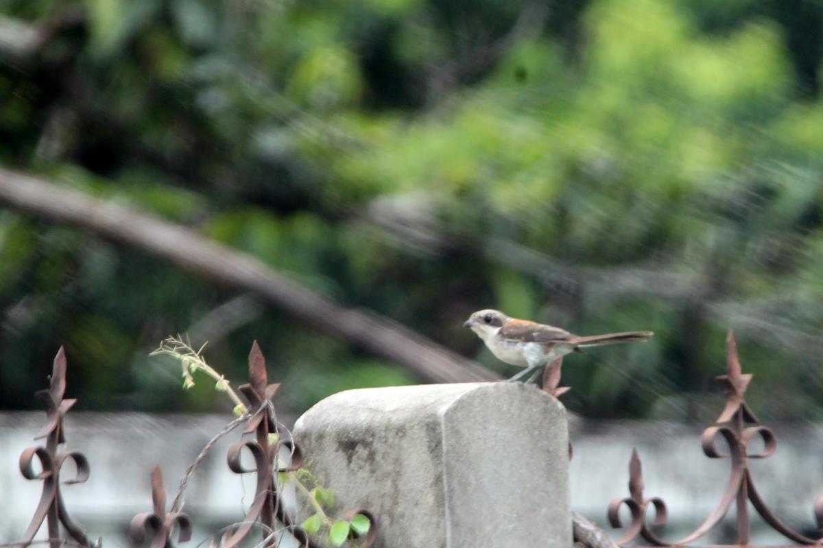 Long-tailed shrike (Lanius schach)