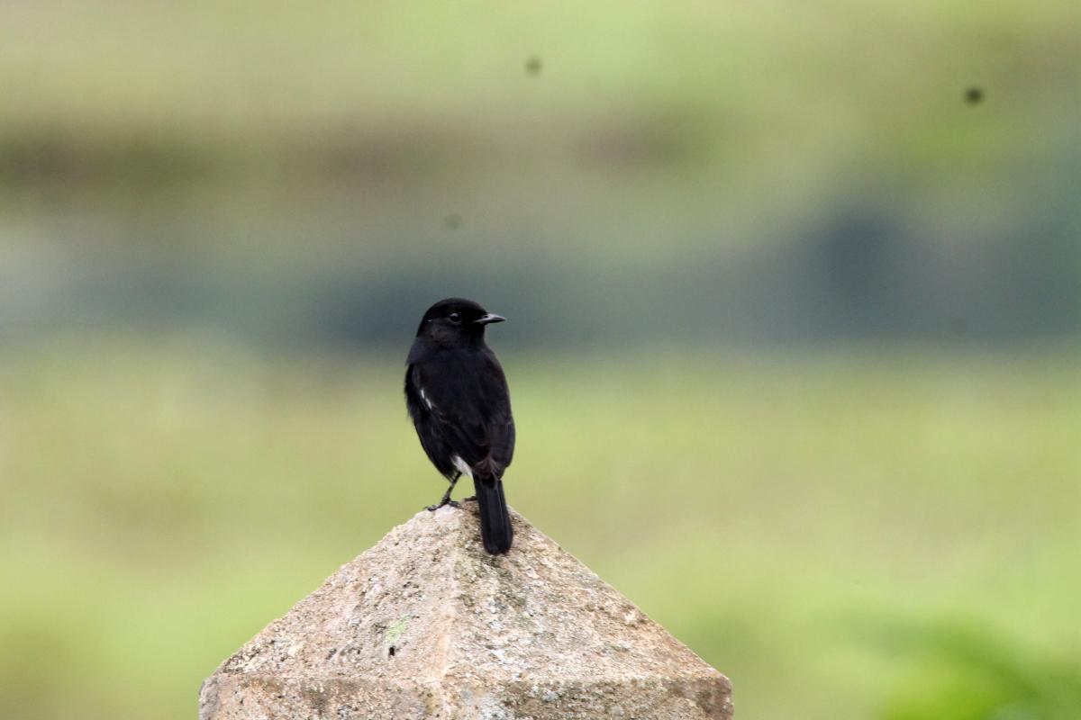 Pied bush chat (Saxicola caprata)