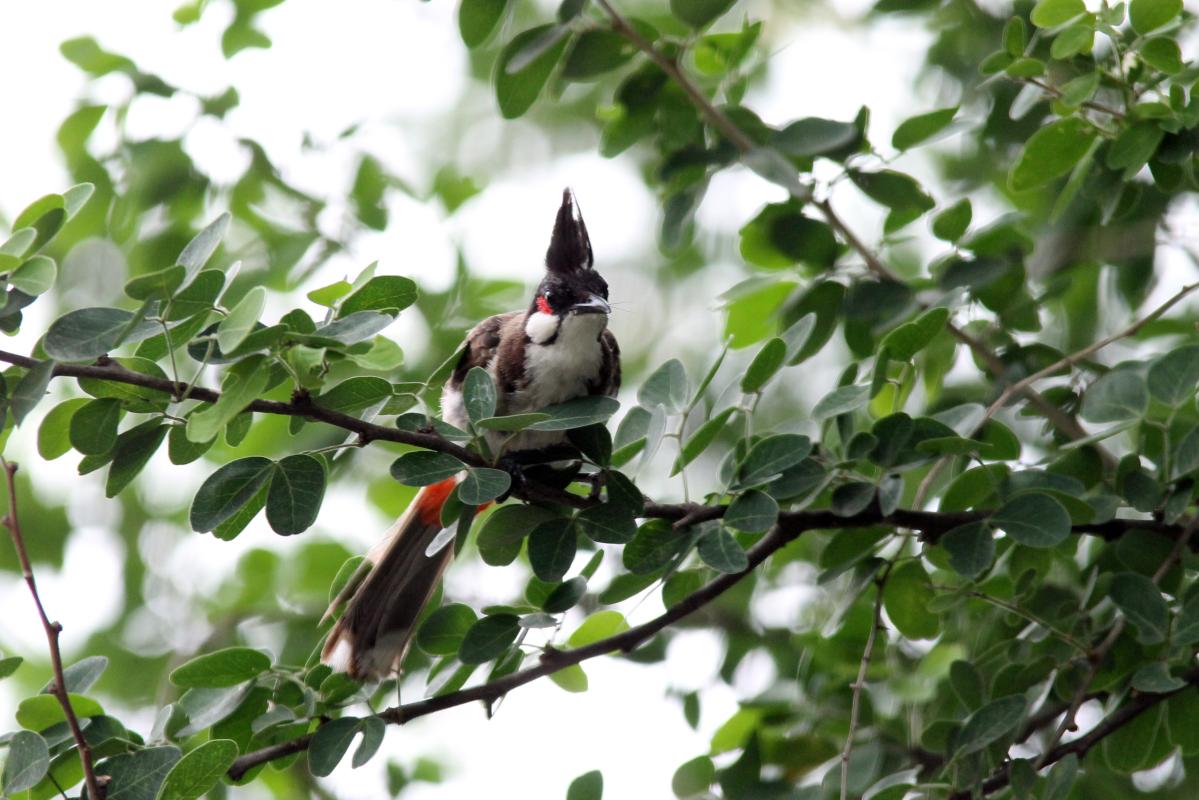 Red-whiskered bulbul (Pycnonotus jocosus)