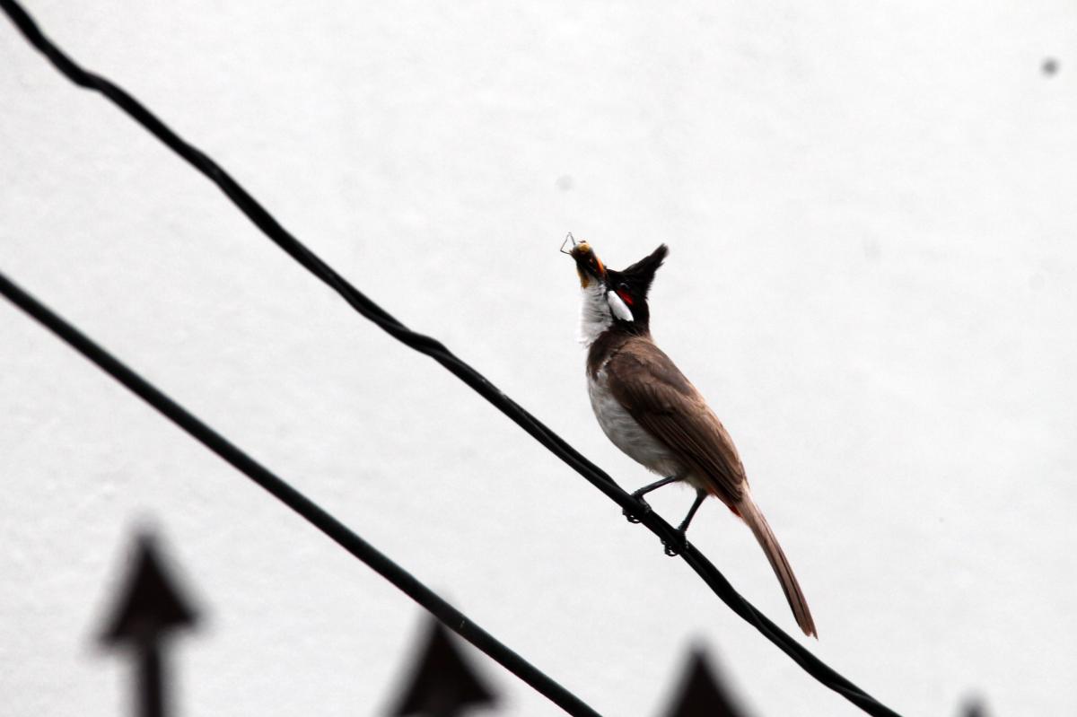 Red-whiskered bulbul (Pycnonotus jocosus)