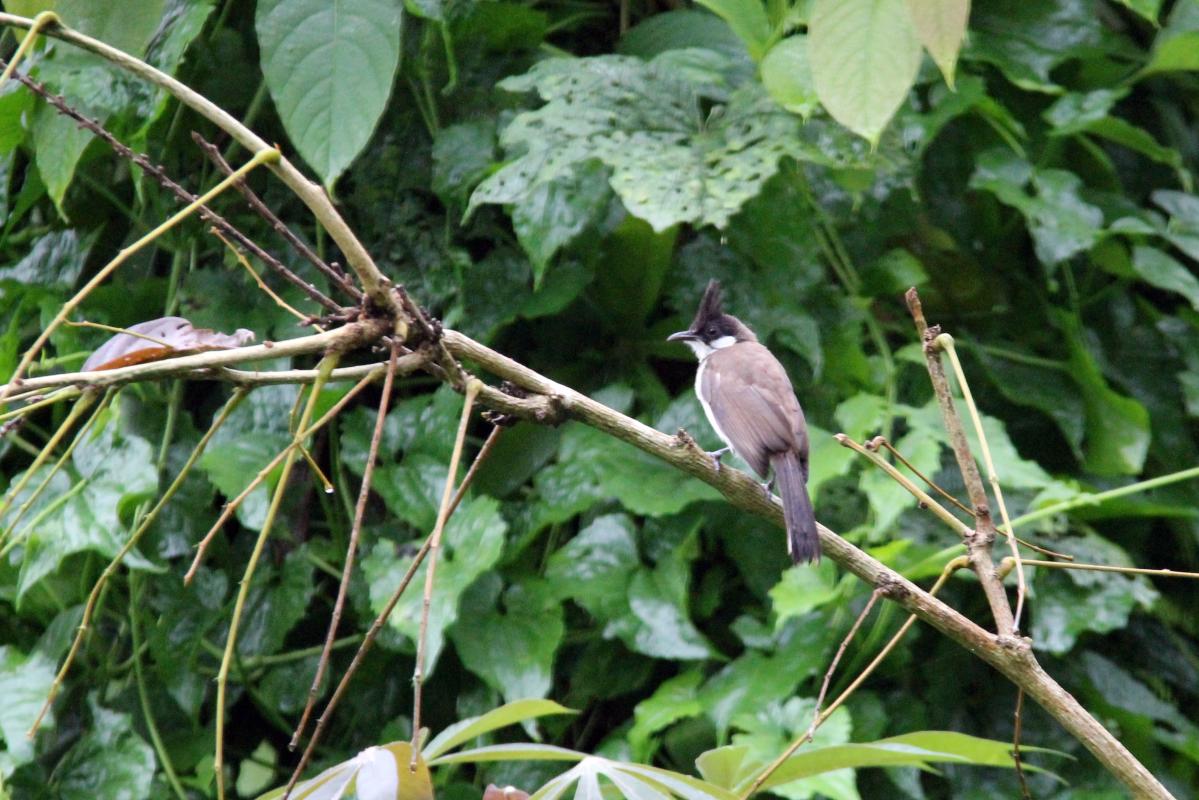 Red-whiskered bulbul (Pycnonotus jocosus)