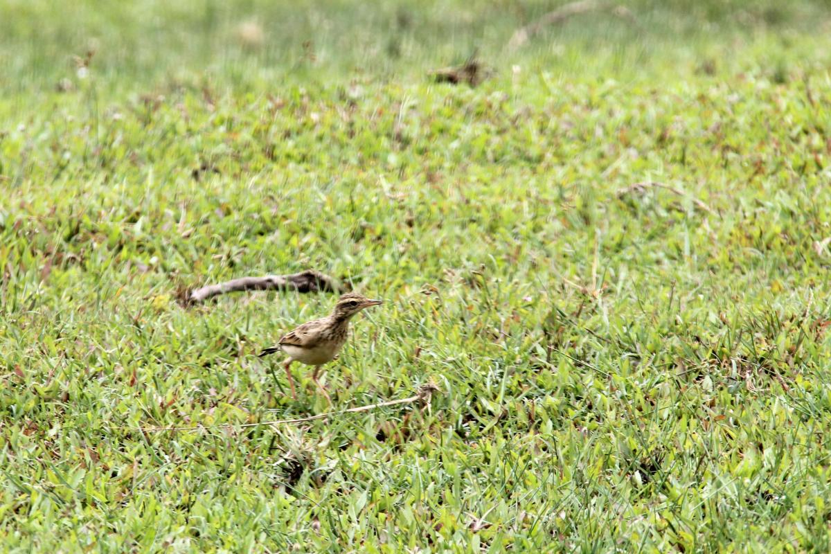 Richard's pipit (Anthus richardi)