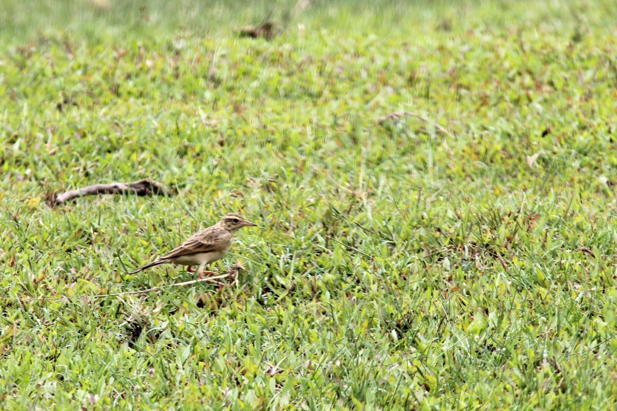 Richard's pipit (Anthus richardi)