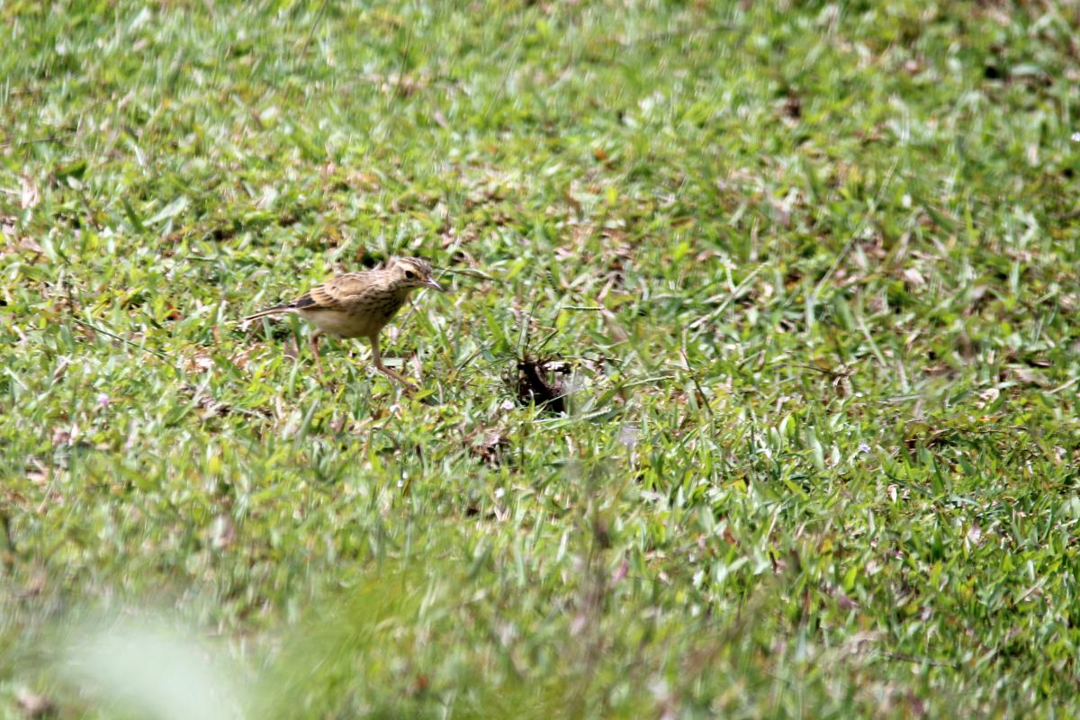 Richard's pipit (Anthus richardi)