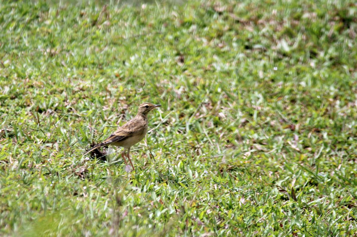 Richard's pipit (Anthus richardi)