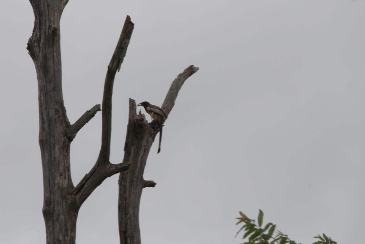 Rufous treepie (Dendrocitta vagabunda)