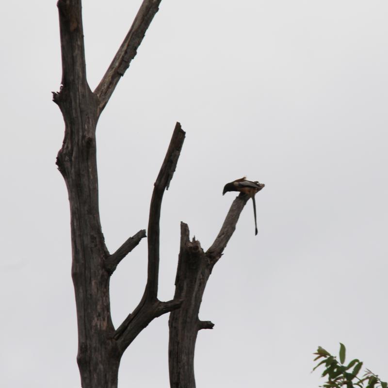 Rufous treepie (Dendrocitta vagabunda)