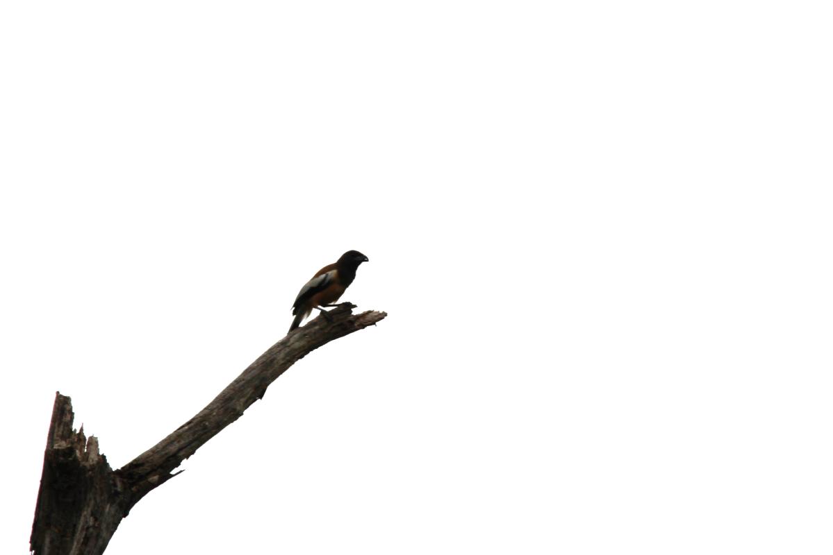 Rufous treepie (Dendrocitta vagabunda)