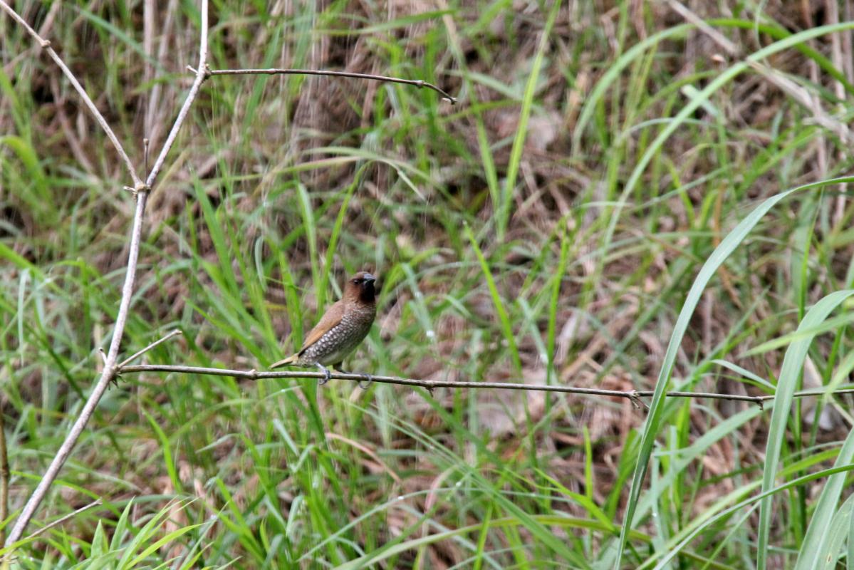 Scaly-breasted munia (Lonchura punctulata)