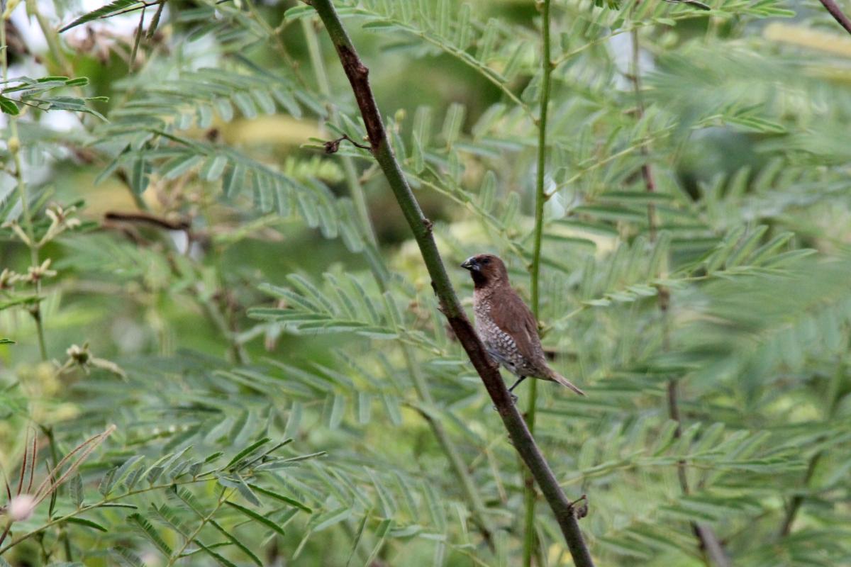 Scaly-breasted munia (Lonchura punctulata)