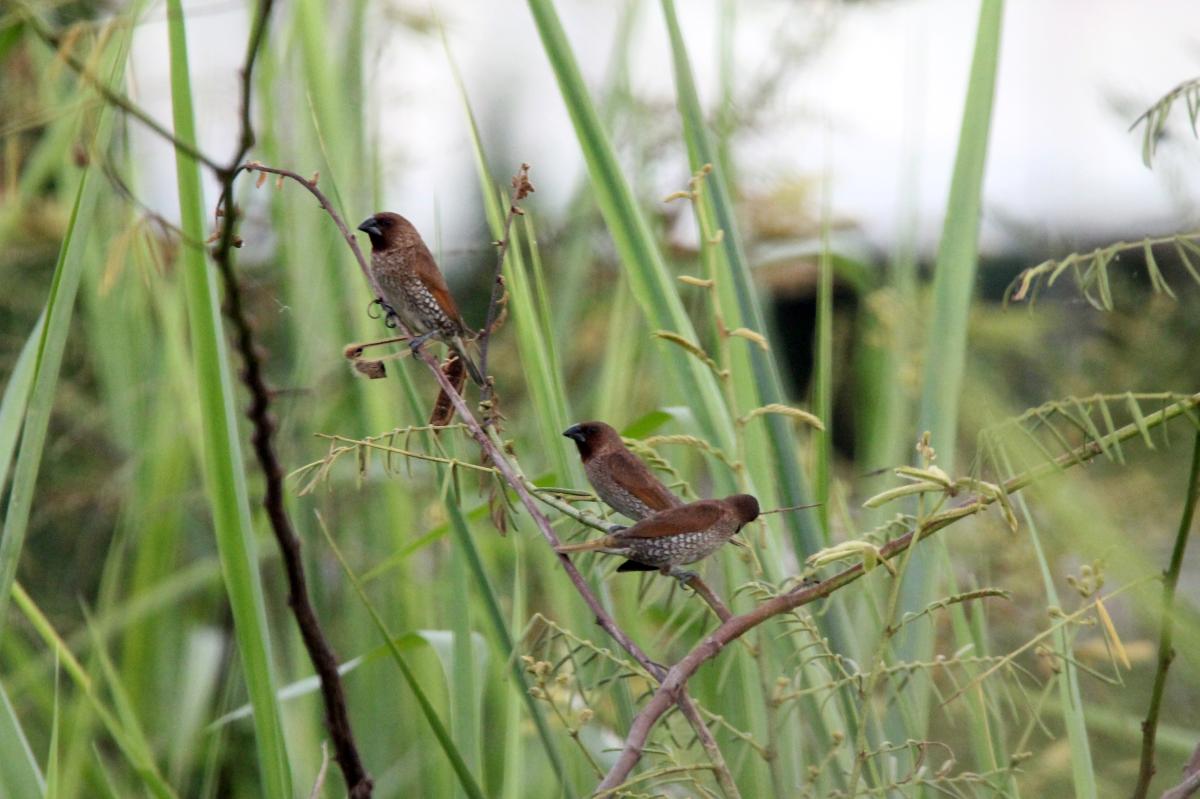 Scaly-breasted munia (Lonchura punctulata)